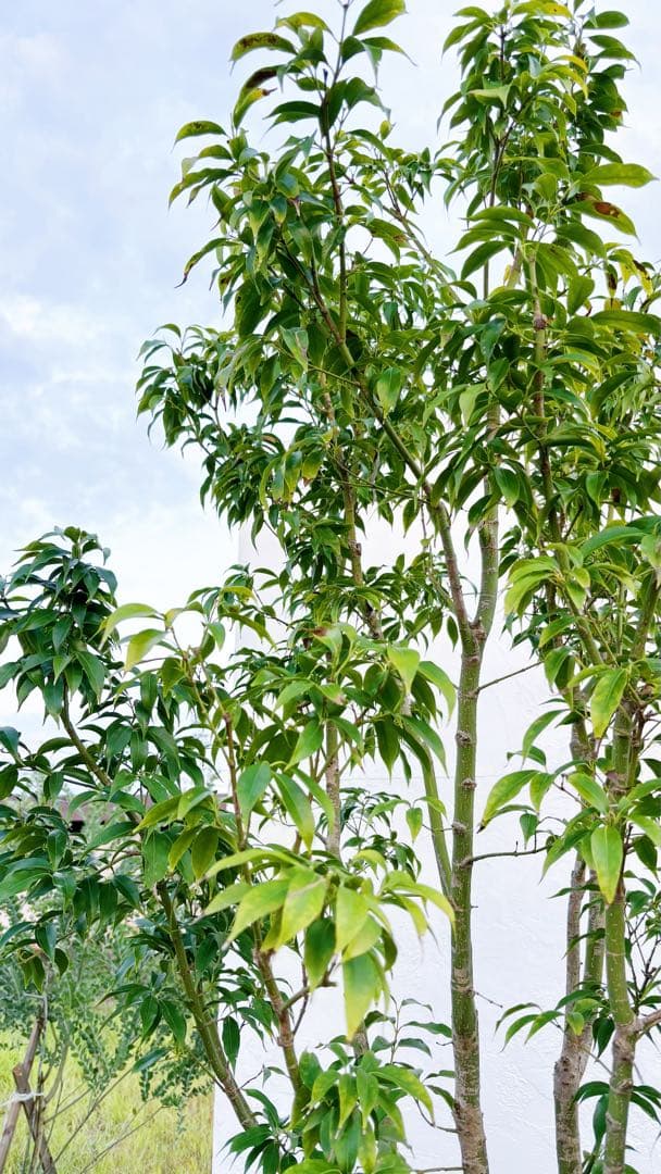 希少。常緑モミジ 2.6M(鉢底から) ◎シンボルツリー