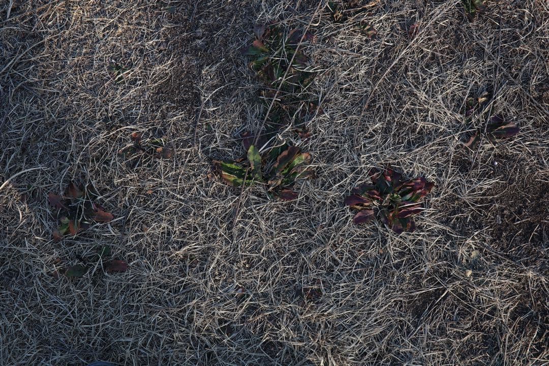 SIGMA 35mm F1.4 DG HSM レンズ