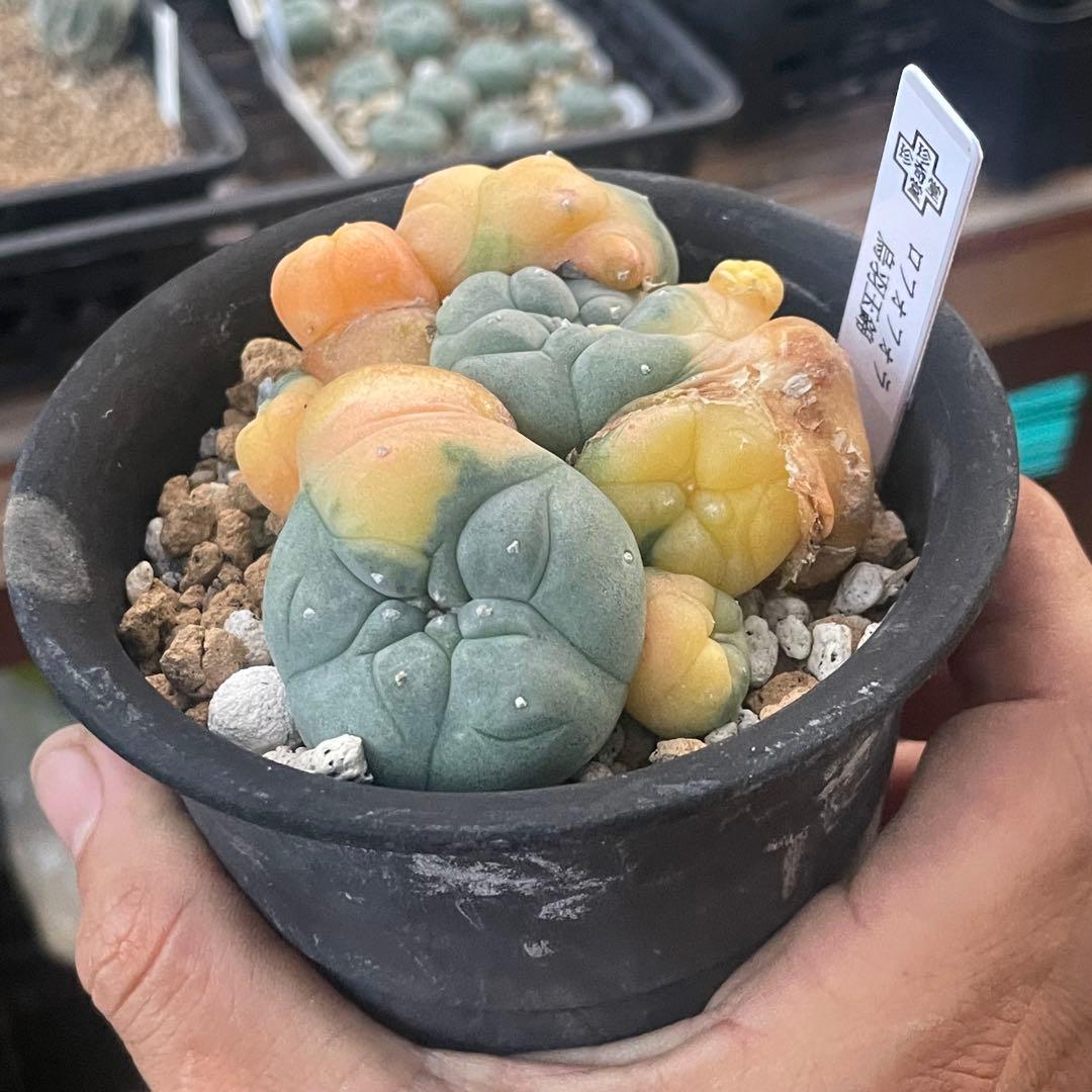 珍しい株❗️ 子吹きウバ玉錦　しかも実生　(検索翠冠玉　銀冠玉)