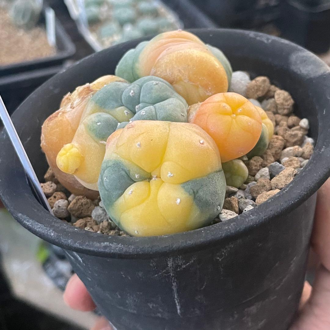 珍しい株❗️ 子吹きウバ玉錦　しかも実生　(検索翠冠玉　銀冠玉)