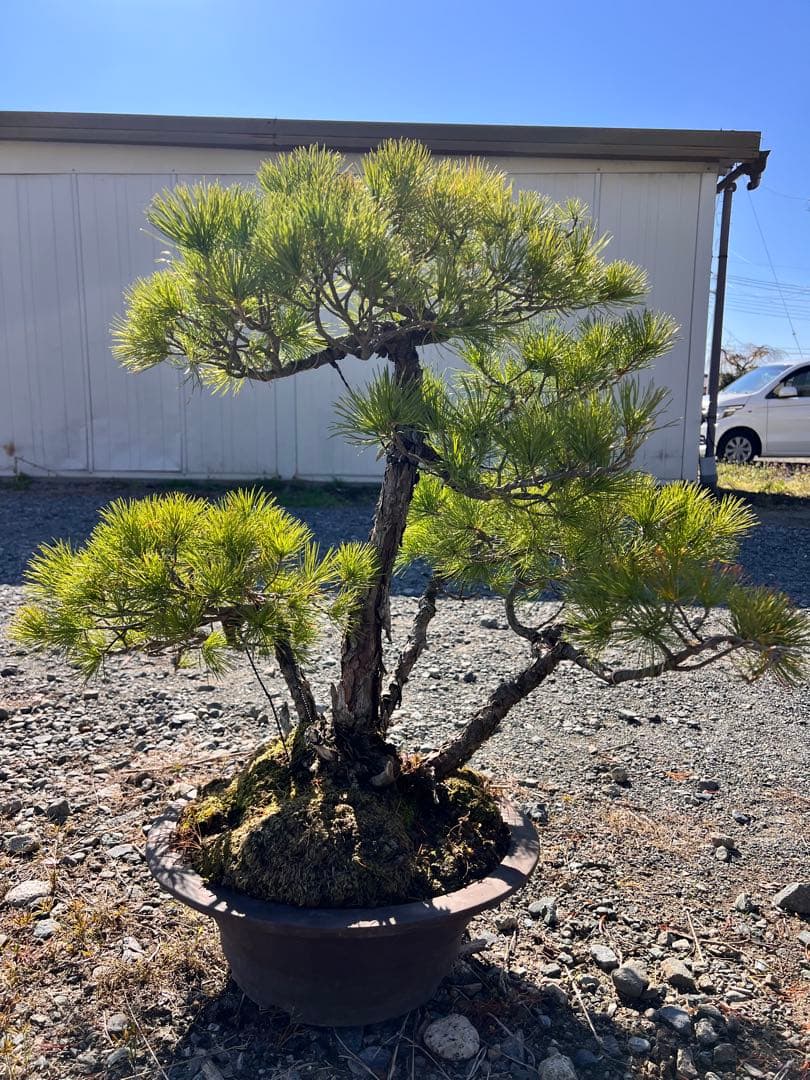 【年末セール】五葉松　盆栽　樹齢60年