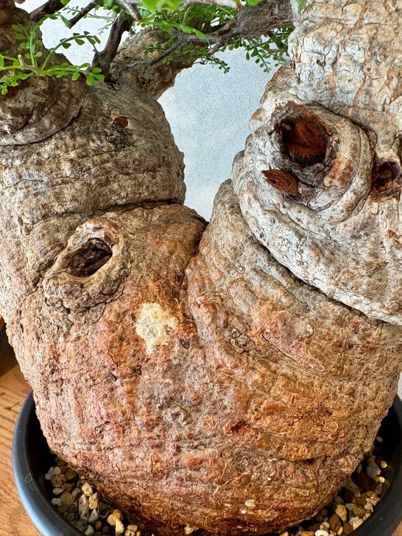 【ムチムチ極太塊根】パキプス｜新芽展開・発根済・6号鉢