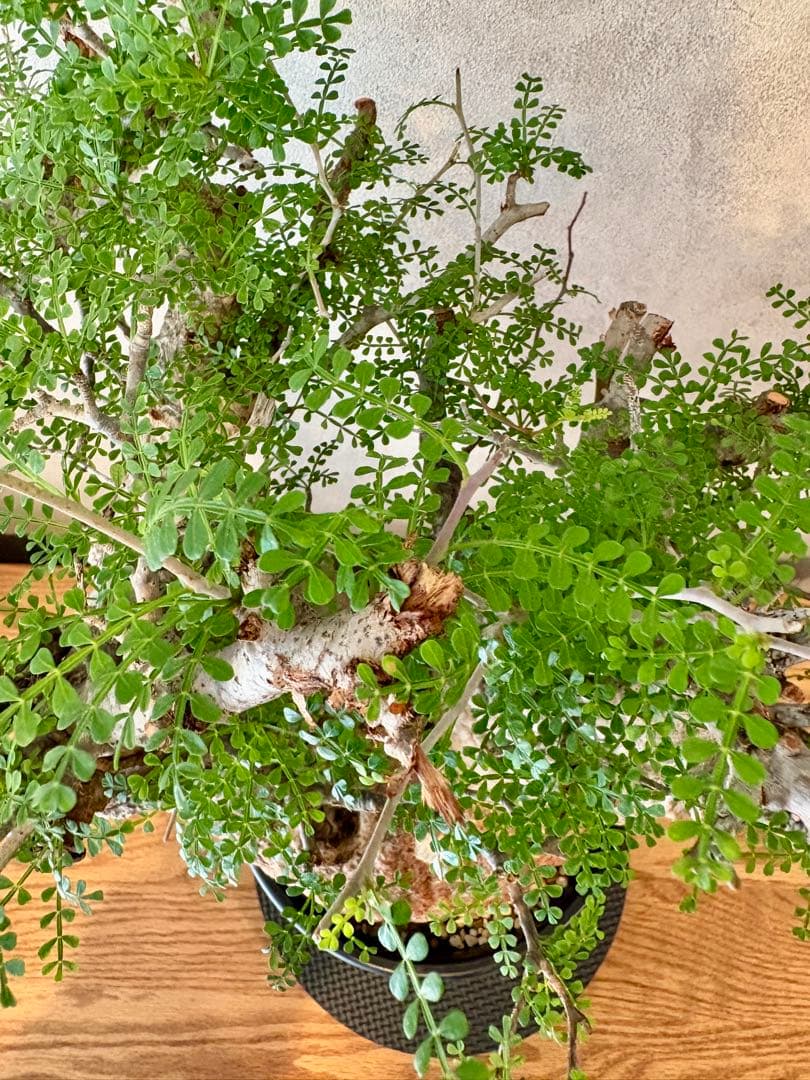 【ムチムチ極太塊根】パキプス｜新芽展開・発根済・6号鉢