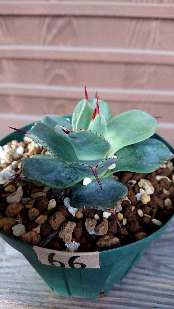 Agave parryi 'J.C.'s Shadow' 66 - メルカリ