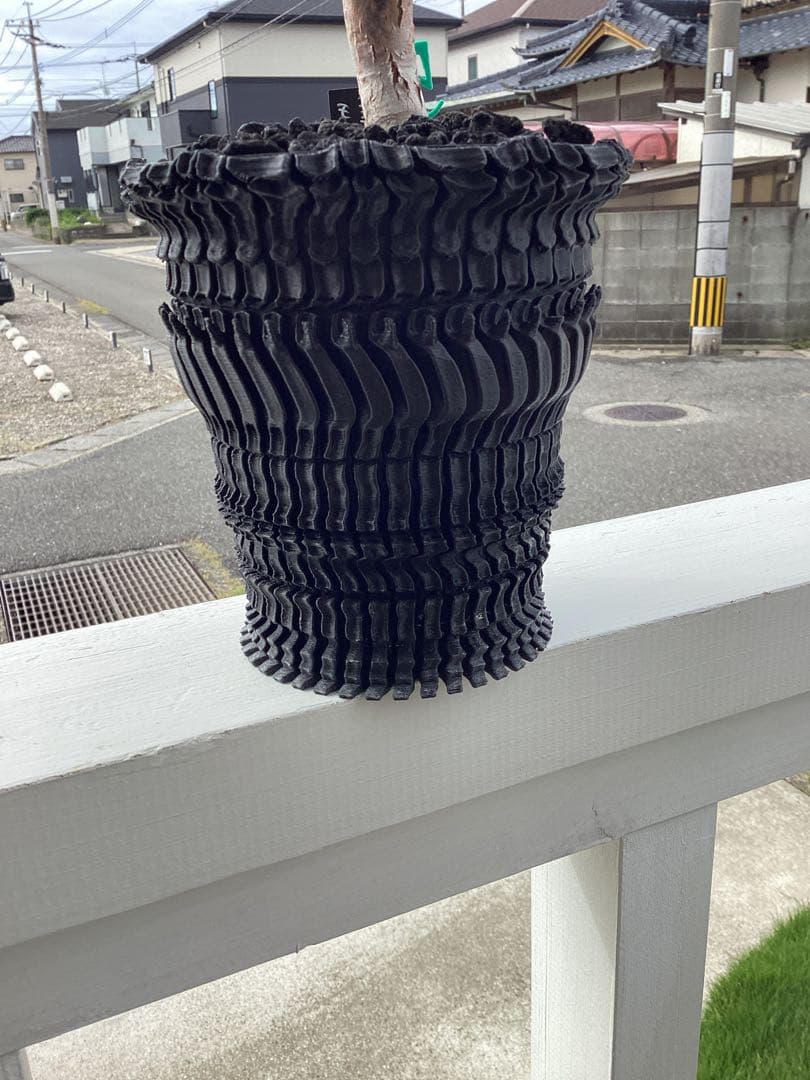 Nakano ーコミフォラ　モンストローサ　良型　鉢ごと　現地球