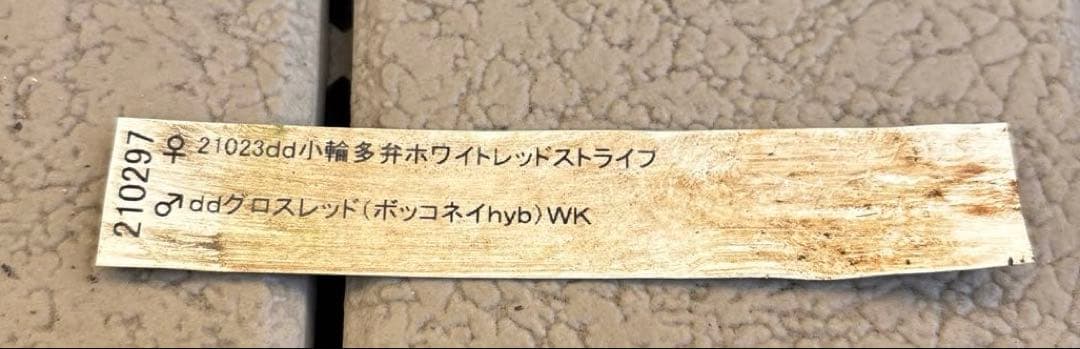 加藤農園　クリスマスローズ　dd 小輪多花ホワイトピコティ　開花株現品　匿名発送