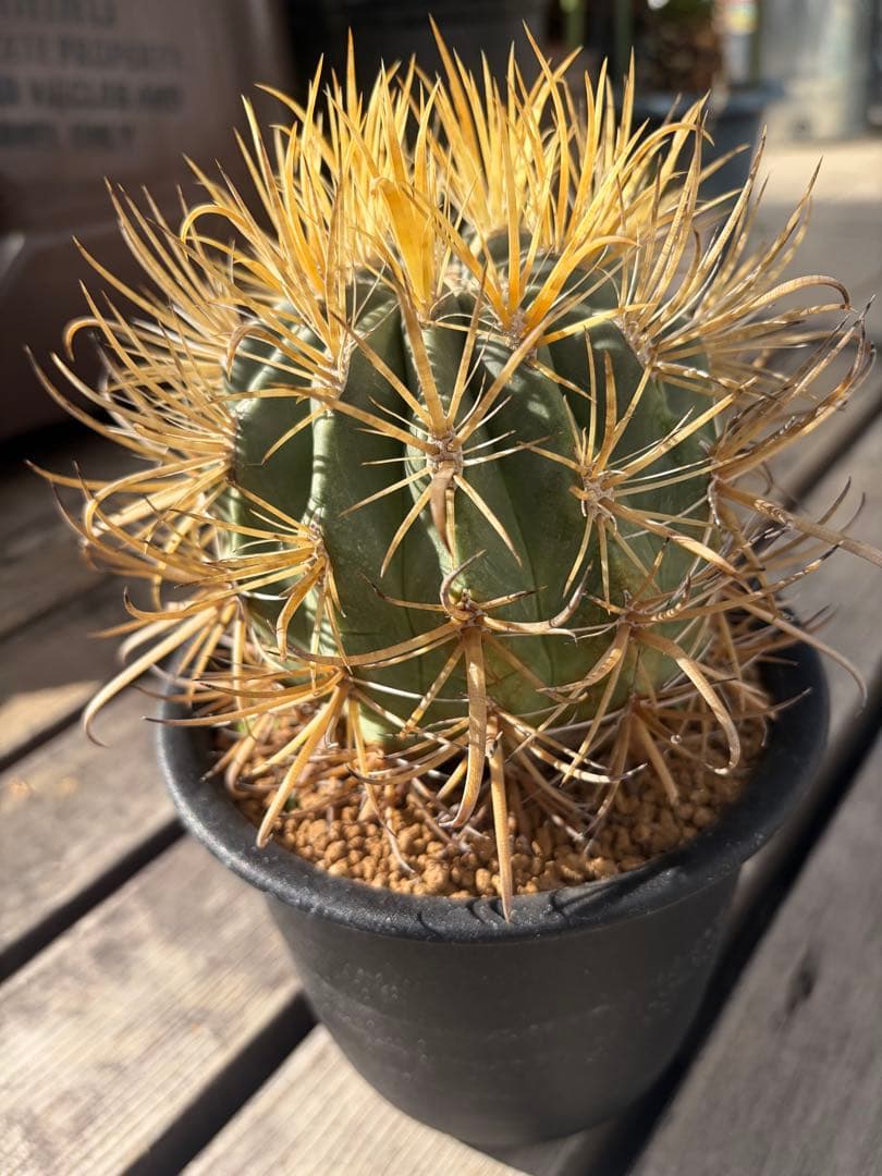 フェロカクタス金冠竜◇多肉サボテン　アガベ ユッカ　ハオルチア　アロエ　チタノタ