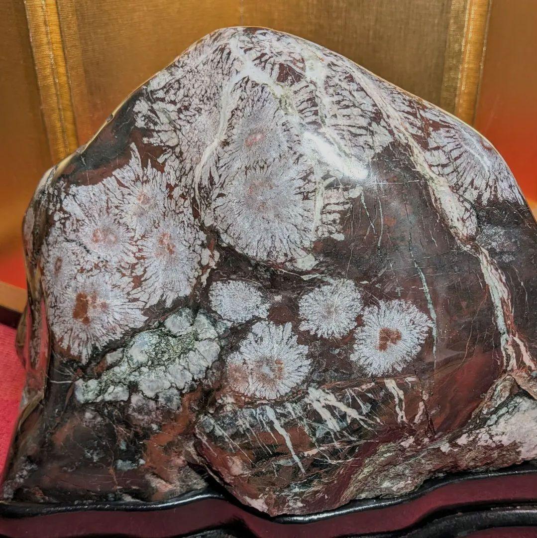 菊花石 岐阜県根尾谷産7.9㌔ 鑑賞石 観賞石 水石 盆石 天然石 鉱物