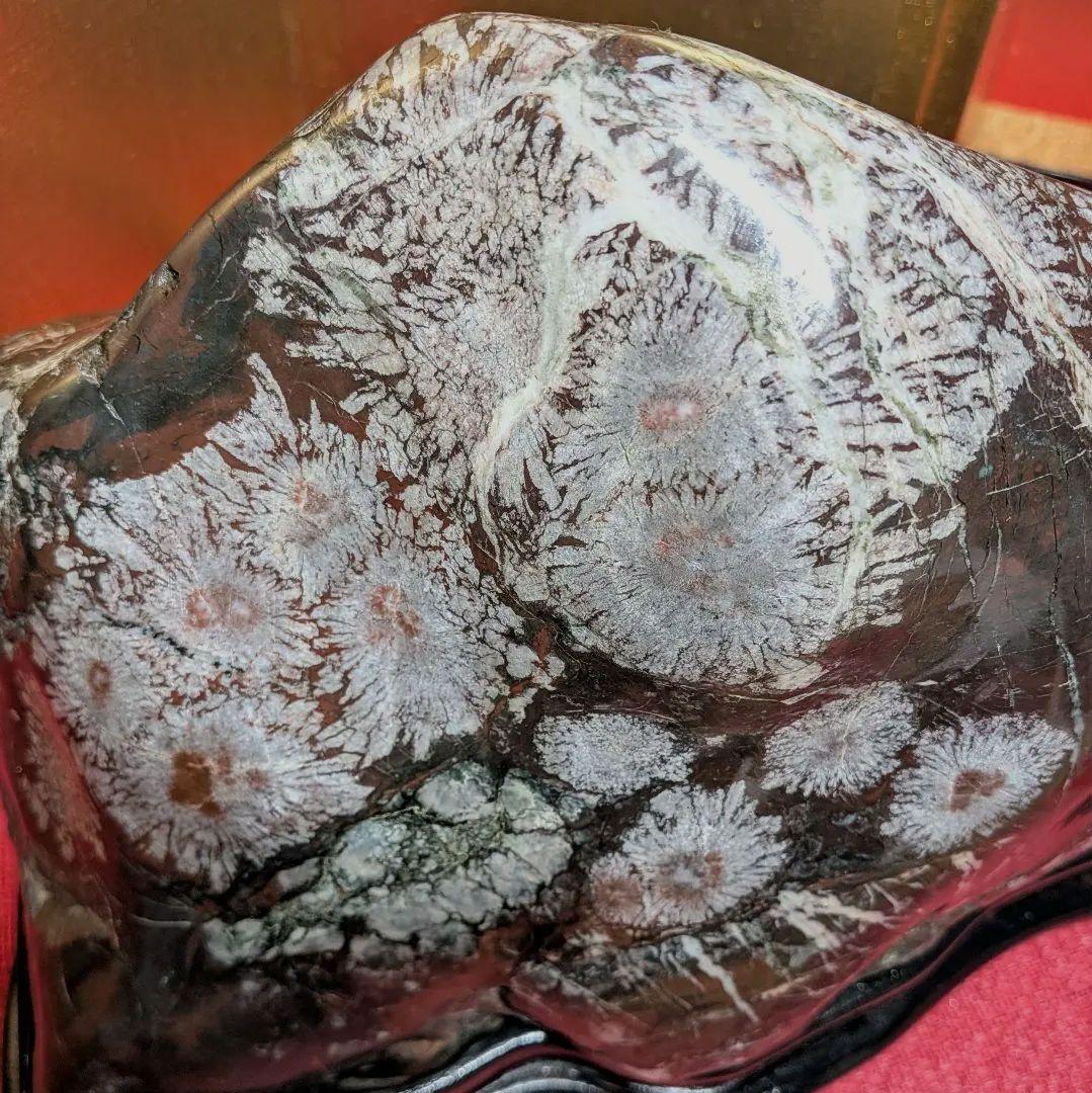 菊花石 岐阜県根尾谷産7.9㌔ 鑑賞石 観賞石 水石 盆石 天然石 鉱物