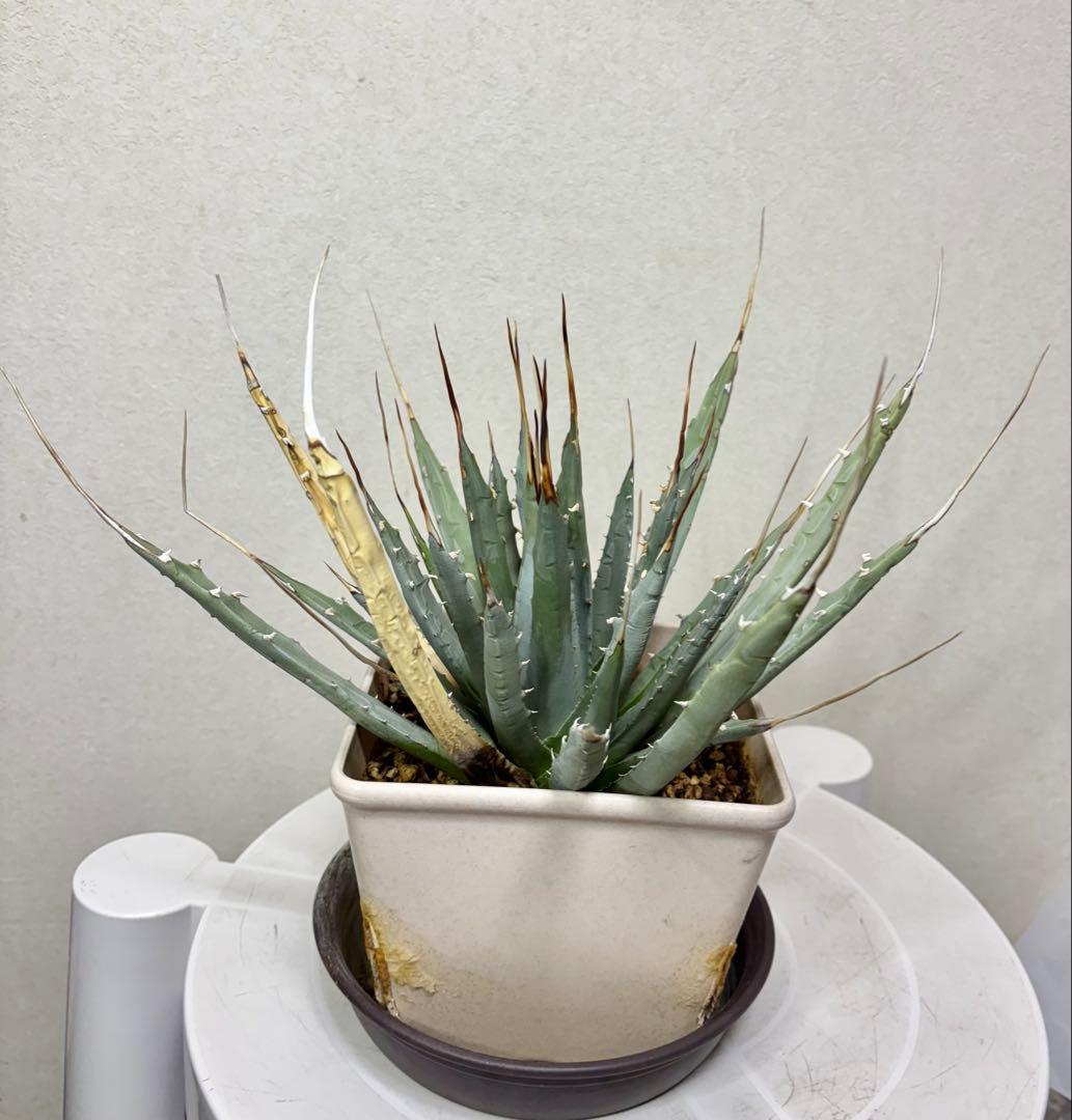 アガベ ユタエンシス　エボリスピナ　ロングスピン 耐寒性有り