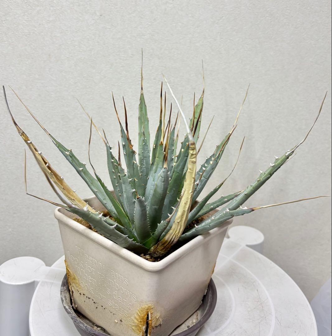 アガベ ユタエンシス　エボリスピナ　ロングスピン 耐寒性有り