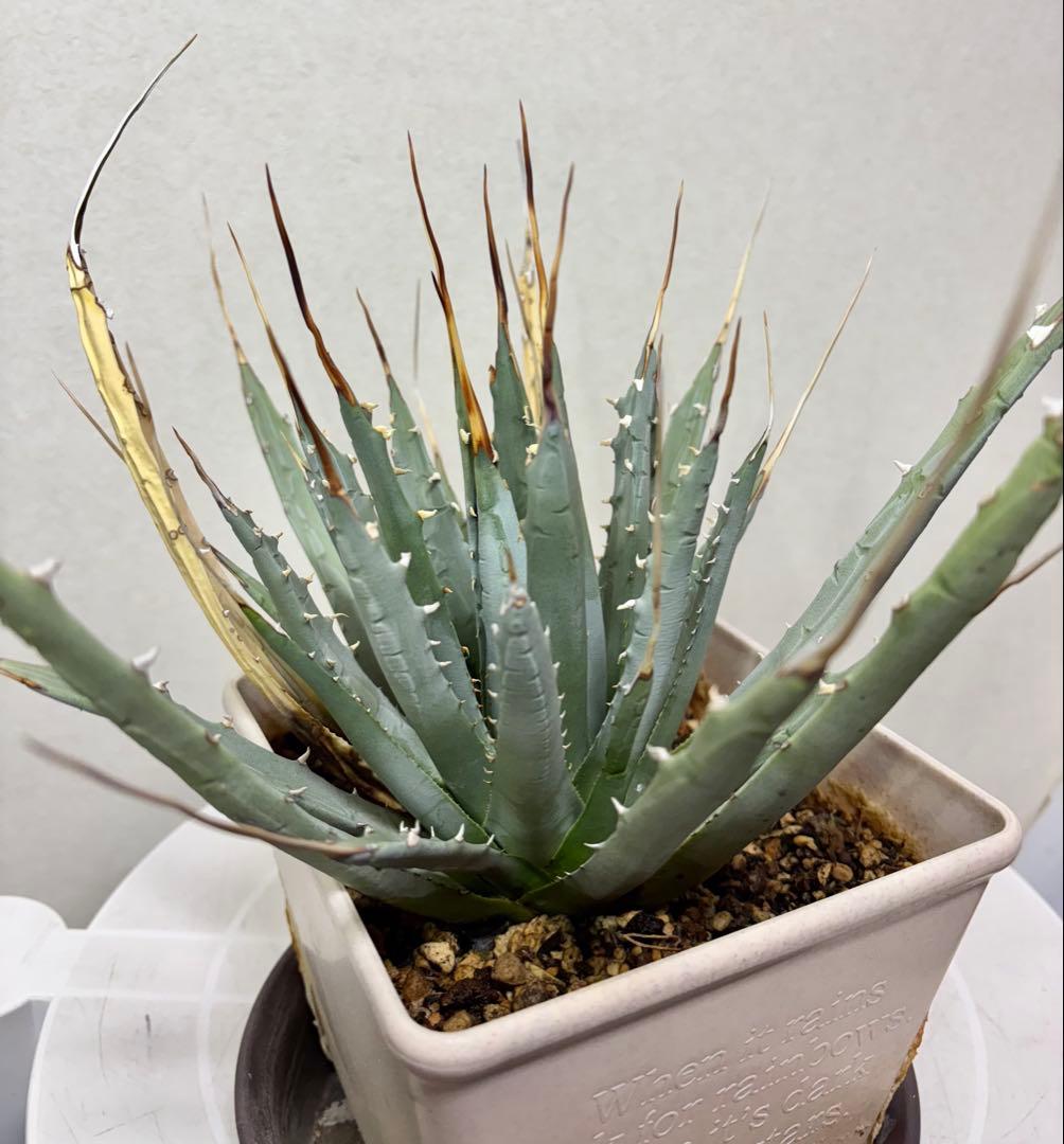 アガベ ユタエンシス　エボリスピナ　ロングスピン 耐寒性有り