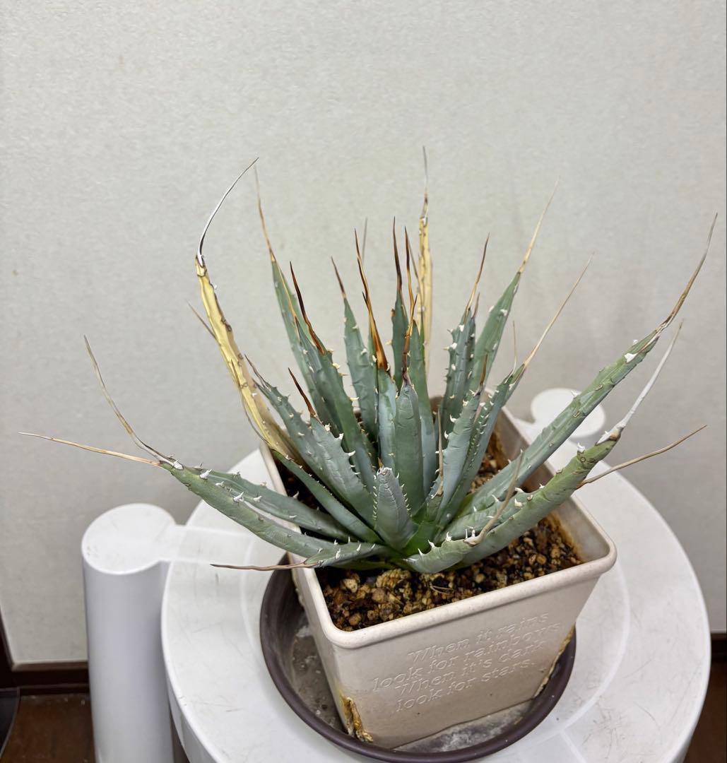 アガベ ユタエンシス　エボリスピナ　ロングスピン 耐寒性有り