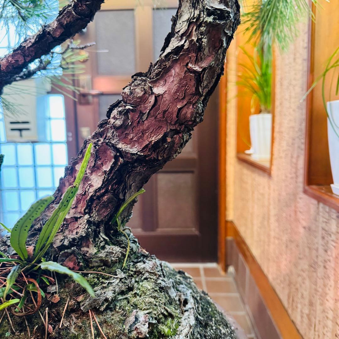 【特価】松盆栽大品　樹高 90cm 特大