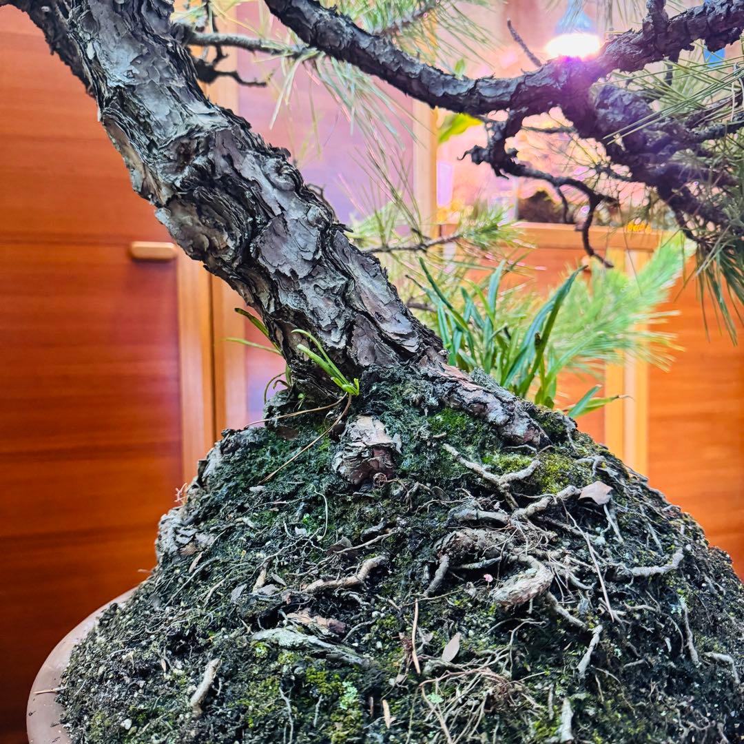 【特価】松盆栽大品　樹高 90cm 特大