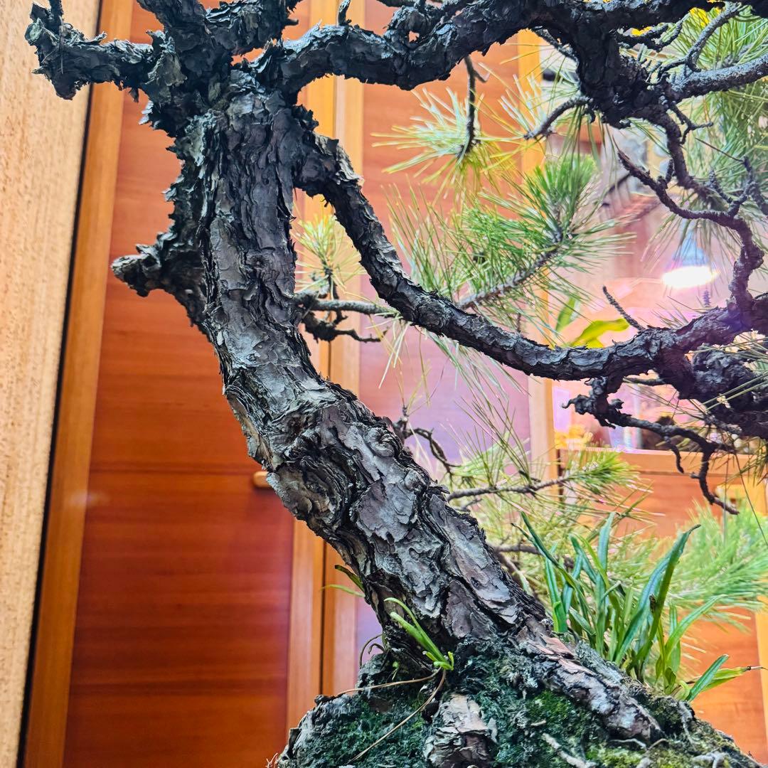 【特価】松盆栽大品　樹高 90cm 特大