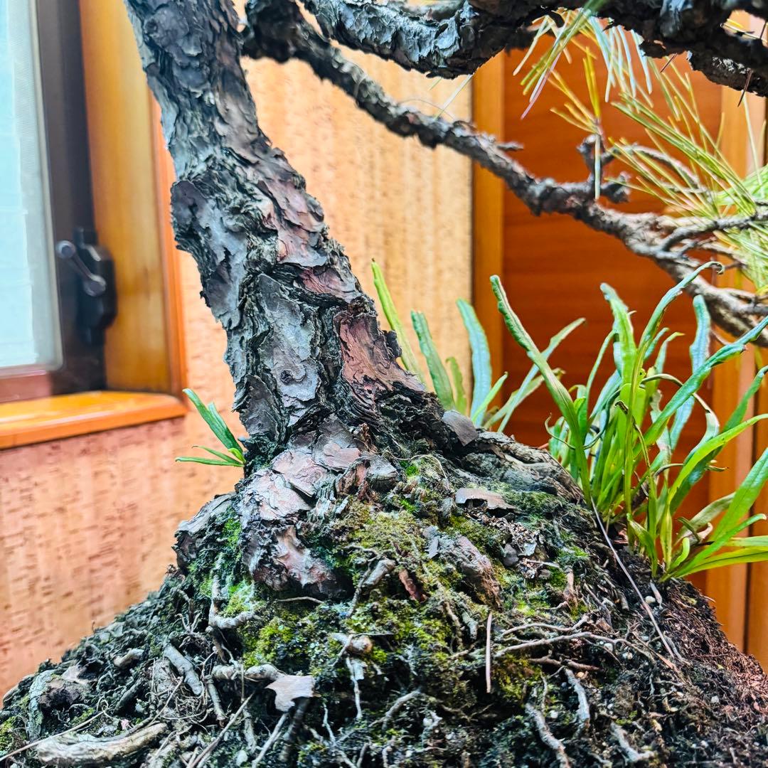 【特価】松盆栽大品　樹高 90cm 特大