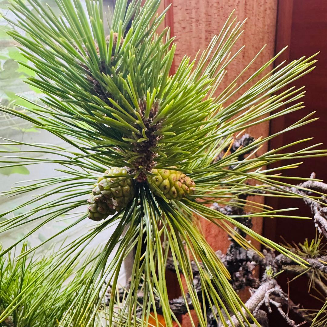 【特価】松盆栽大品　樹高 90cm 特大