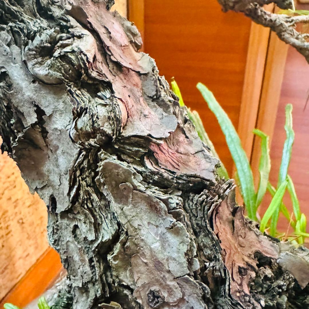 【特価】松盆栽大品　樹高 90cm 特大