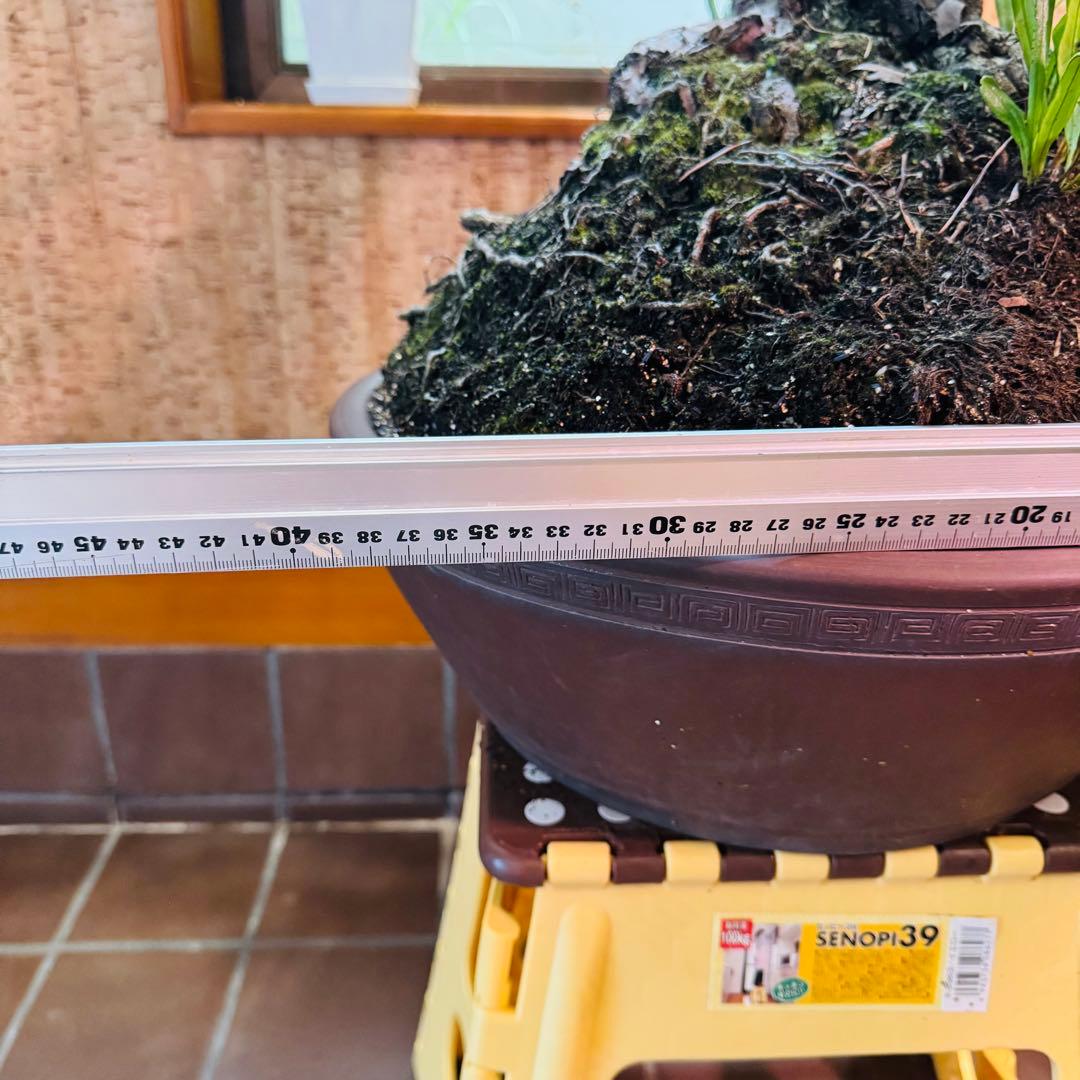 【特価】松盆栽大品　樹高 90cm 特大