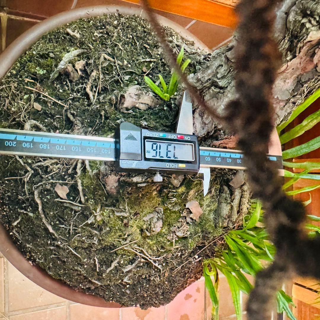 【特価】松盆栽大品　樹高 90cm 特大