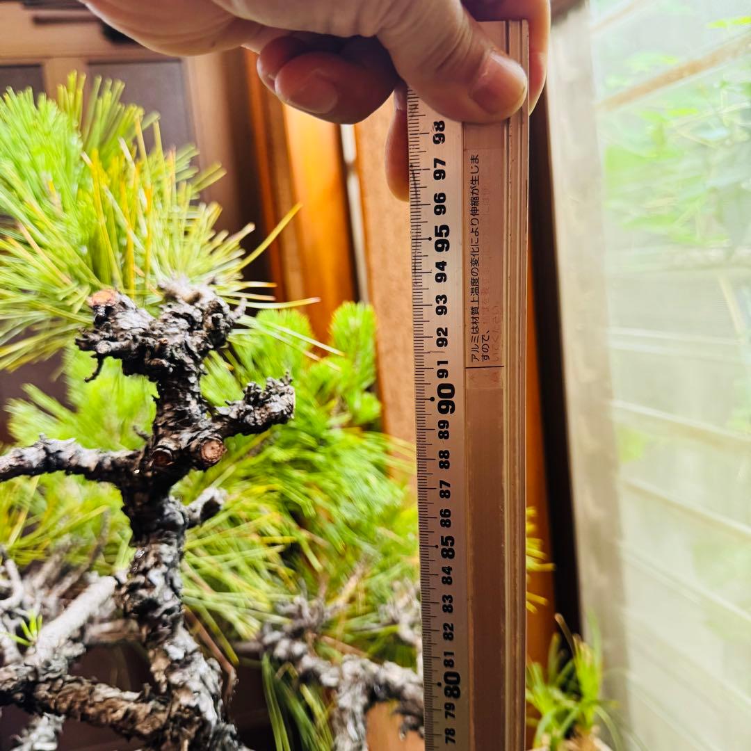 【特価】松盆栽大品　樹高 90cm 特大