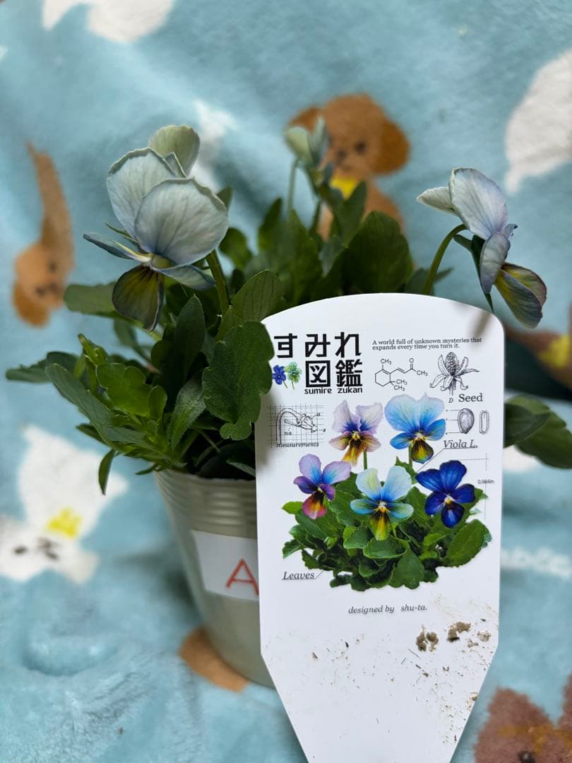 ビオラすみれ図鑑1ポットA - メルカリ