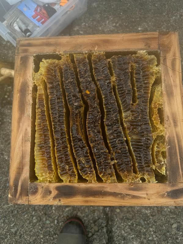 日本蜜蜂 重箱式巣箱4段 スライド底板 付巣門台座　スノコ付き