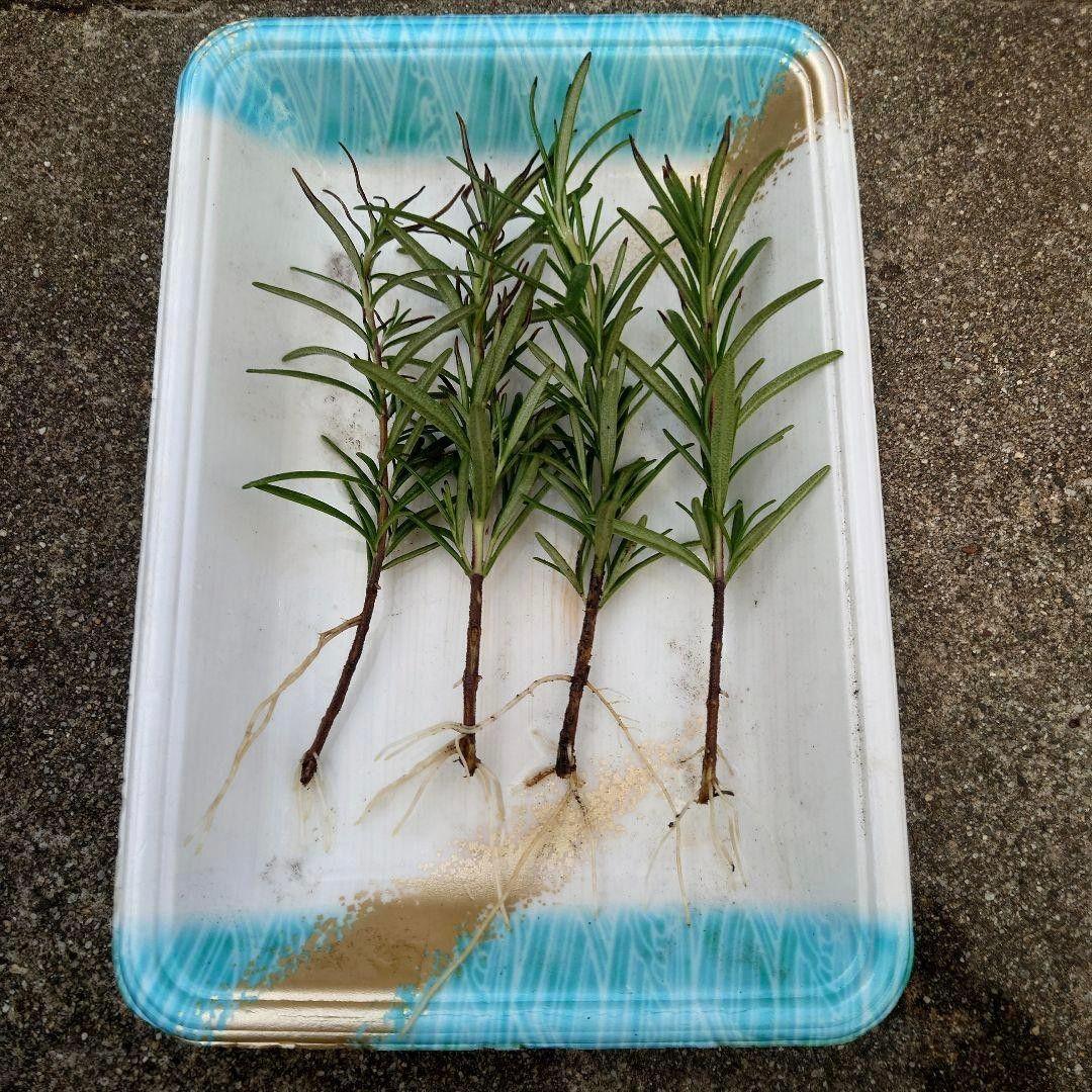ローズマリーの根付き苗 4株 発根 - メルカリ