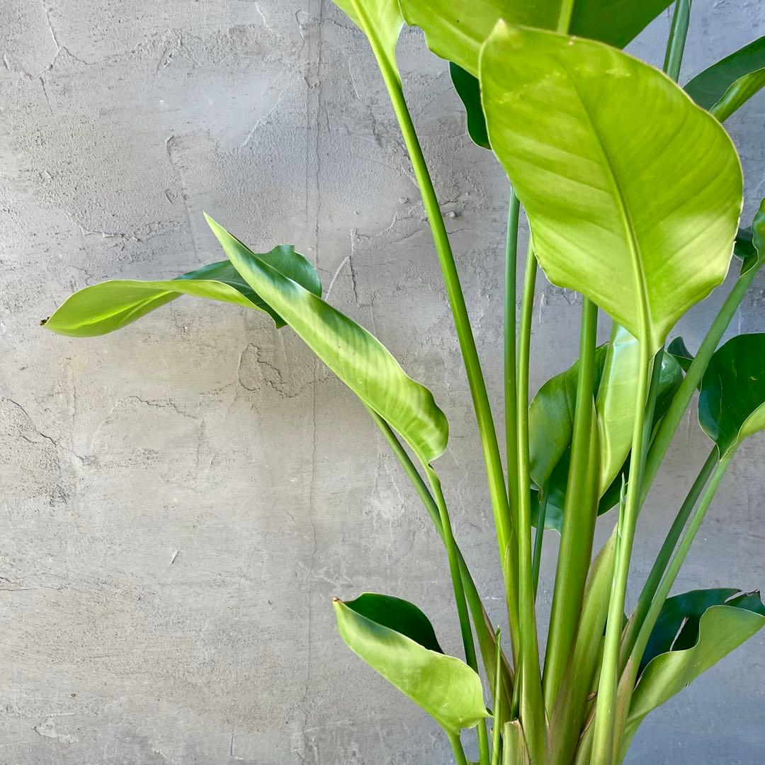 ストレリチア　オーガスタ　4株　天然苔仕立て　陶器鉢　植え込み発送