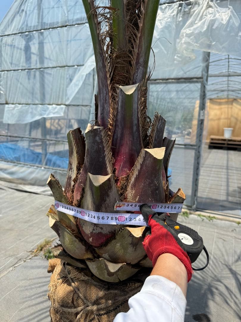 ココスヤシシルバーリーフ 【極太】葉先300cm 幹回り110cm 幹高50cm