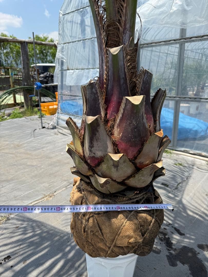 ココスヤシシルバーリーフ 【極太】葉先300cm 幹回り110cm 幹高50cm