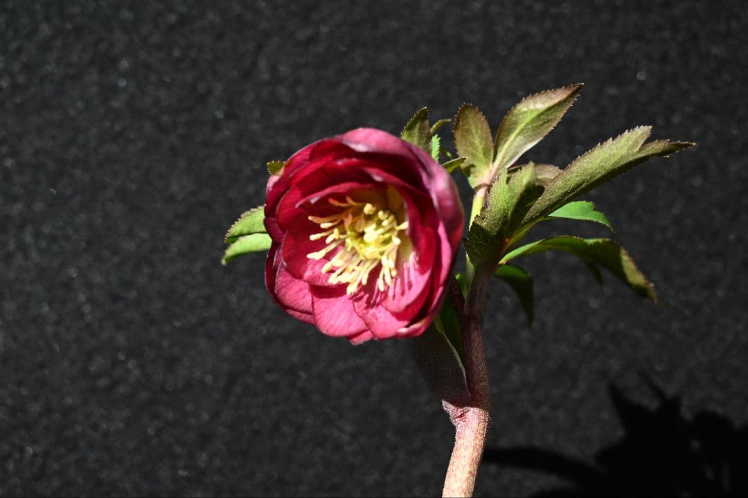 クリスマスローズ　ddカップ咲きレッドパープル　加藤農園