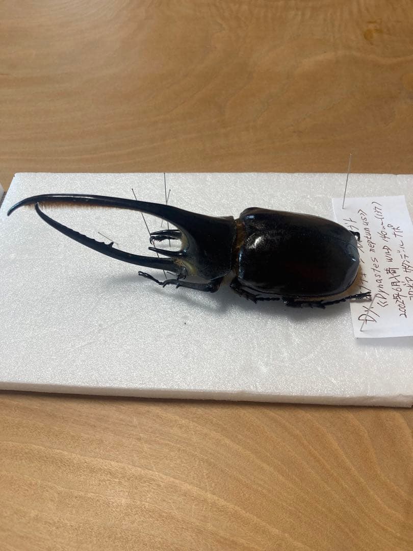 ネプチューンオオカブト♂野外品標本 - メルカリ
