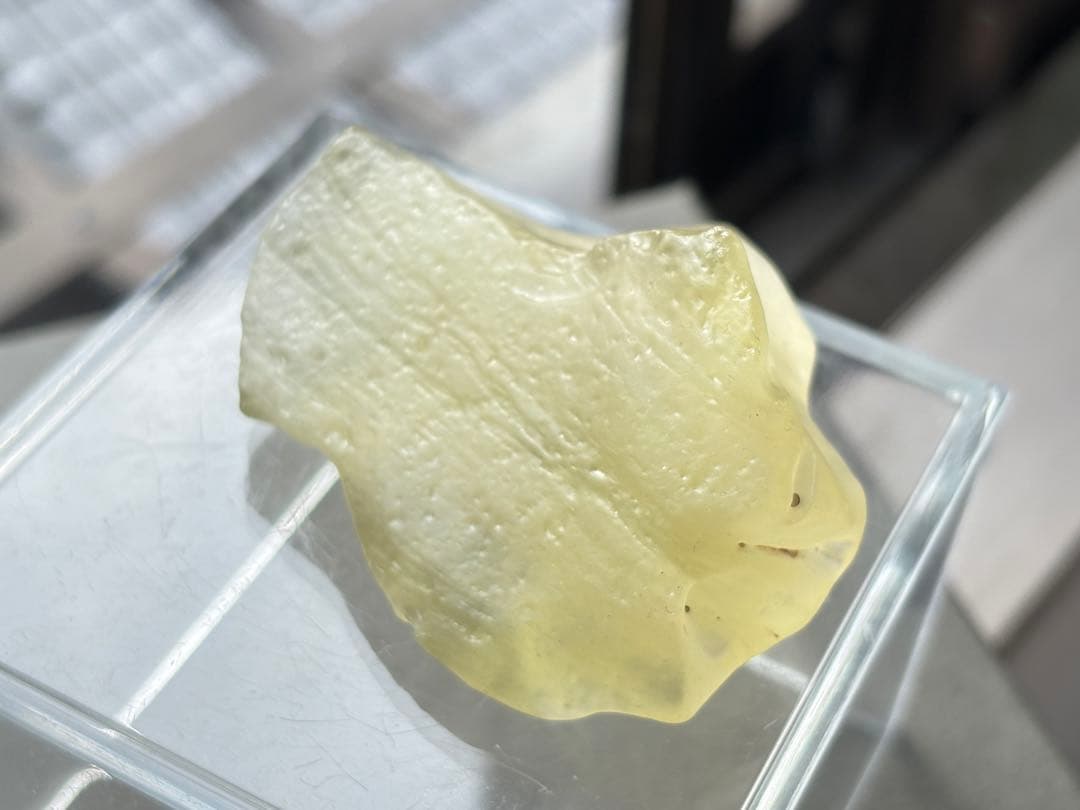 とし◾️リビアングラス・大