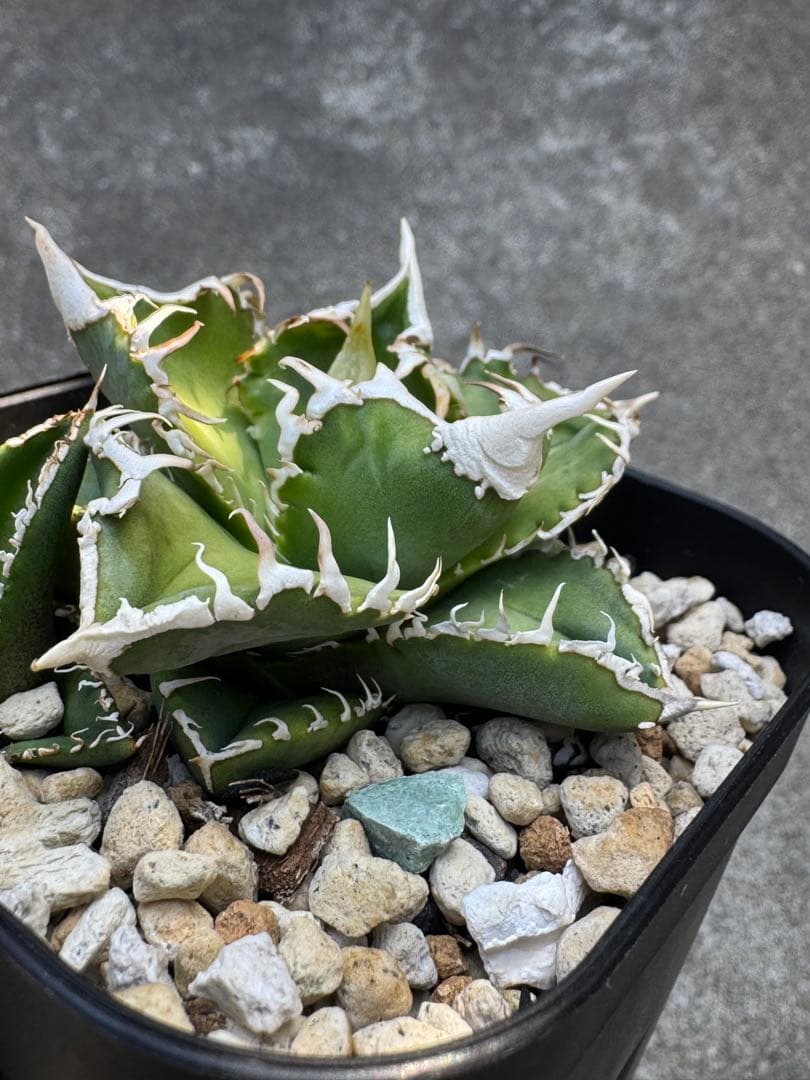 アガベ チタノタ US dwarf 子株 オテロイ 大白鯊