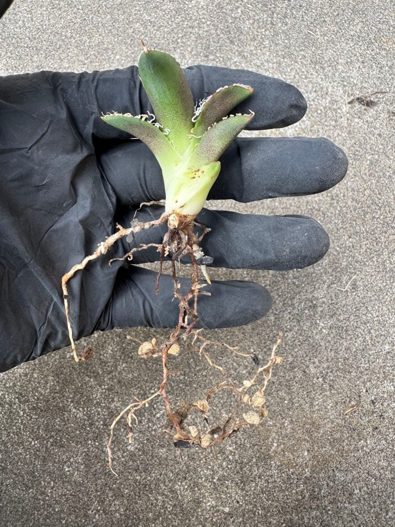 アガベ チタノタ US dwarf 子株 オテロイ 大白鯊