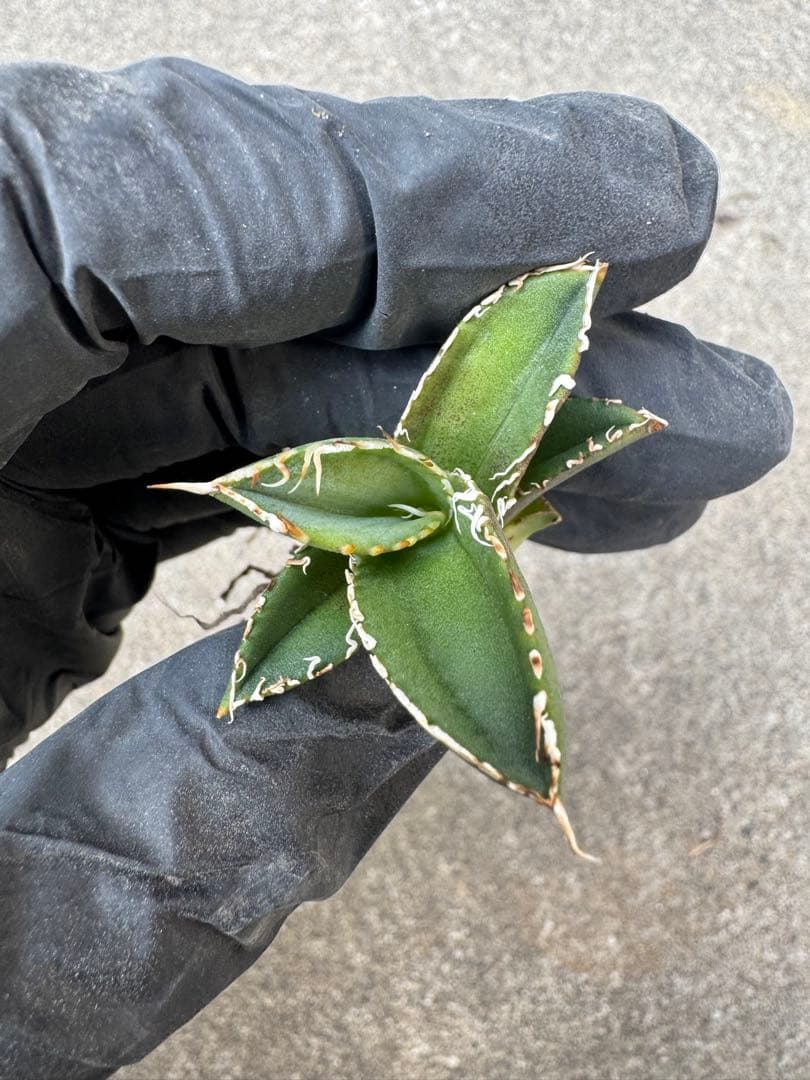 アガベ チタノタ US dwarf 子株 オテロイ 大白鯊