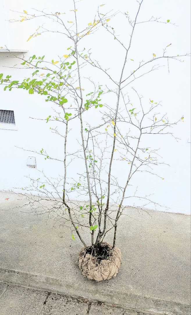 抜群。山採りアオハダ株。