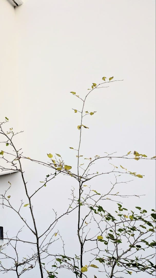 抜群。山採りアオハダ株。