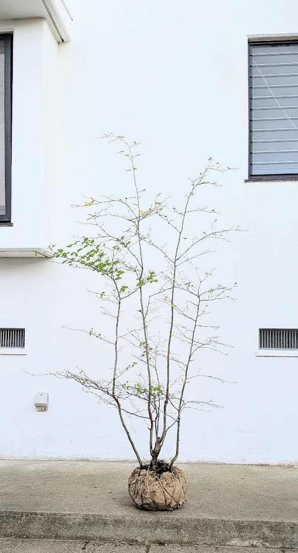 抜群。山採りアオハダ株。