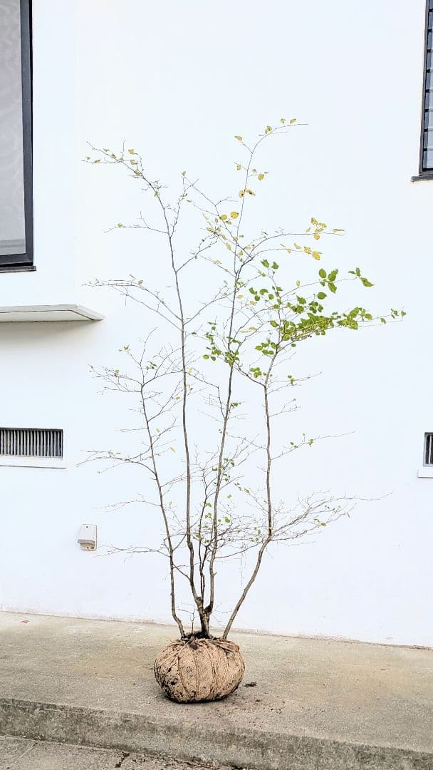 抜群。山採りアオハダ株。