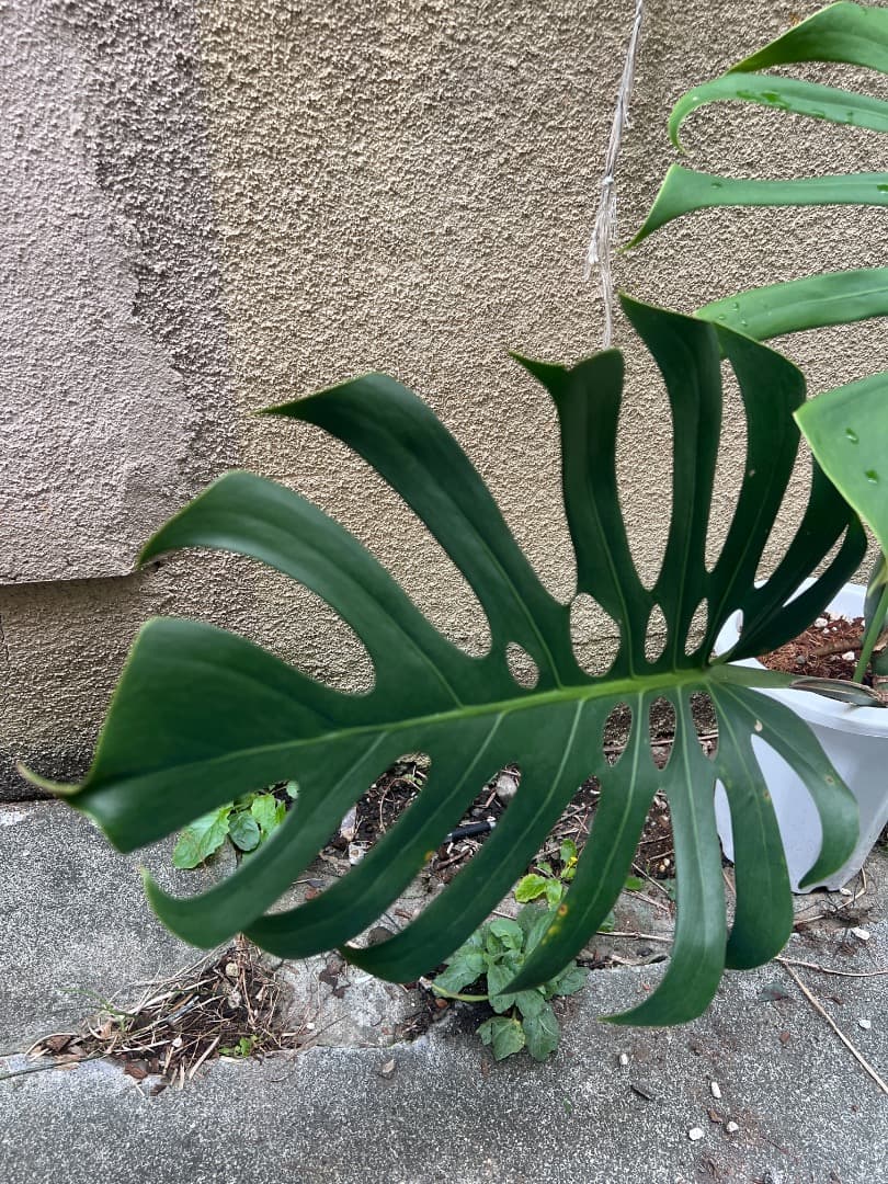 【スケルトン】トップカット モンステラ