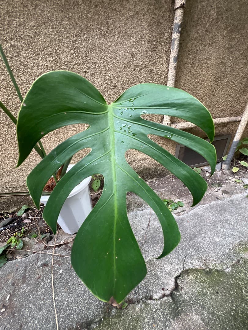 【スケルトン】トップカット モンステラ