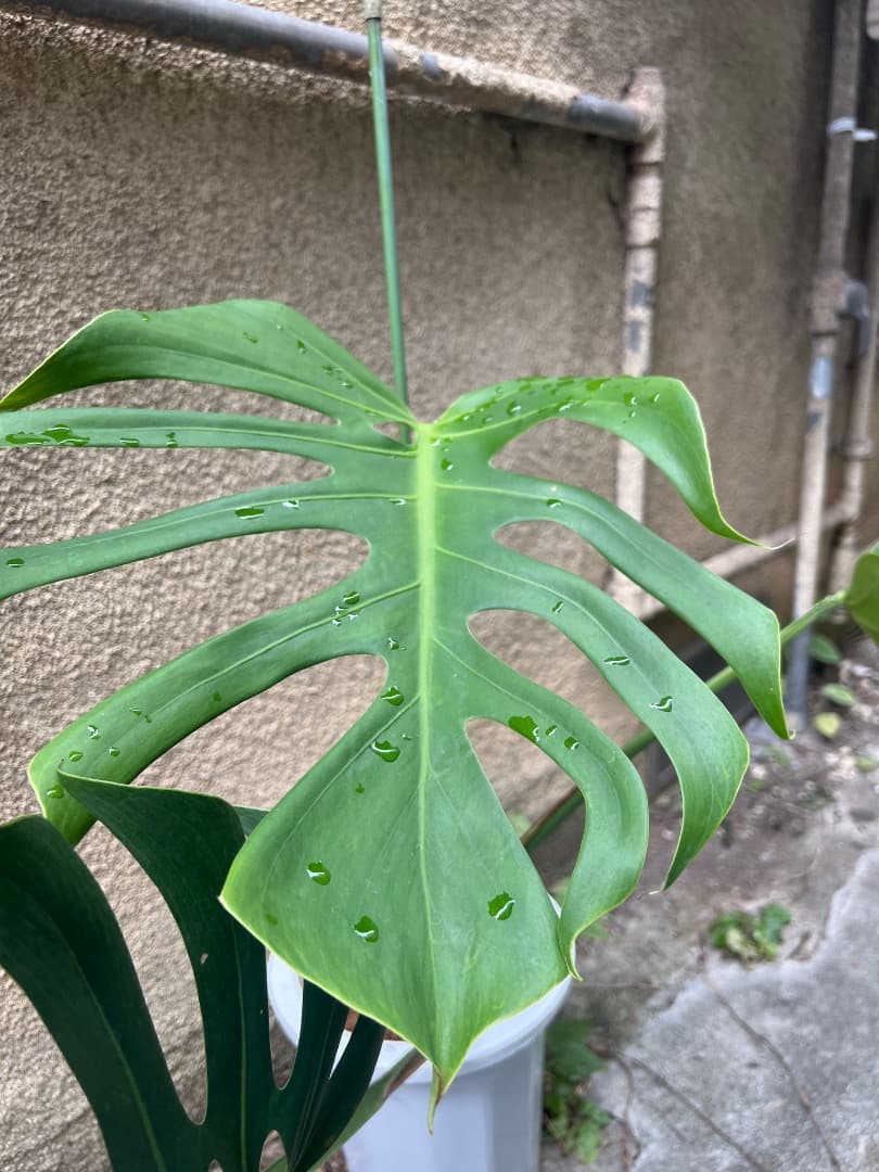 【スケルトン】トップカット モンステラ