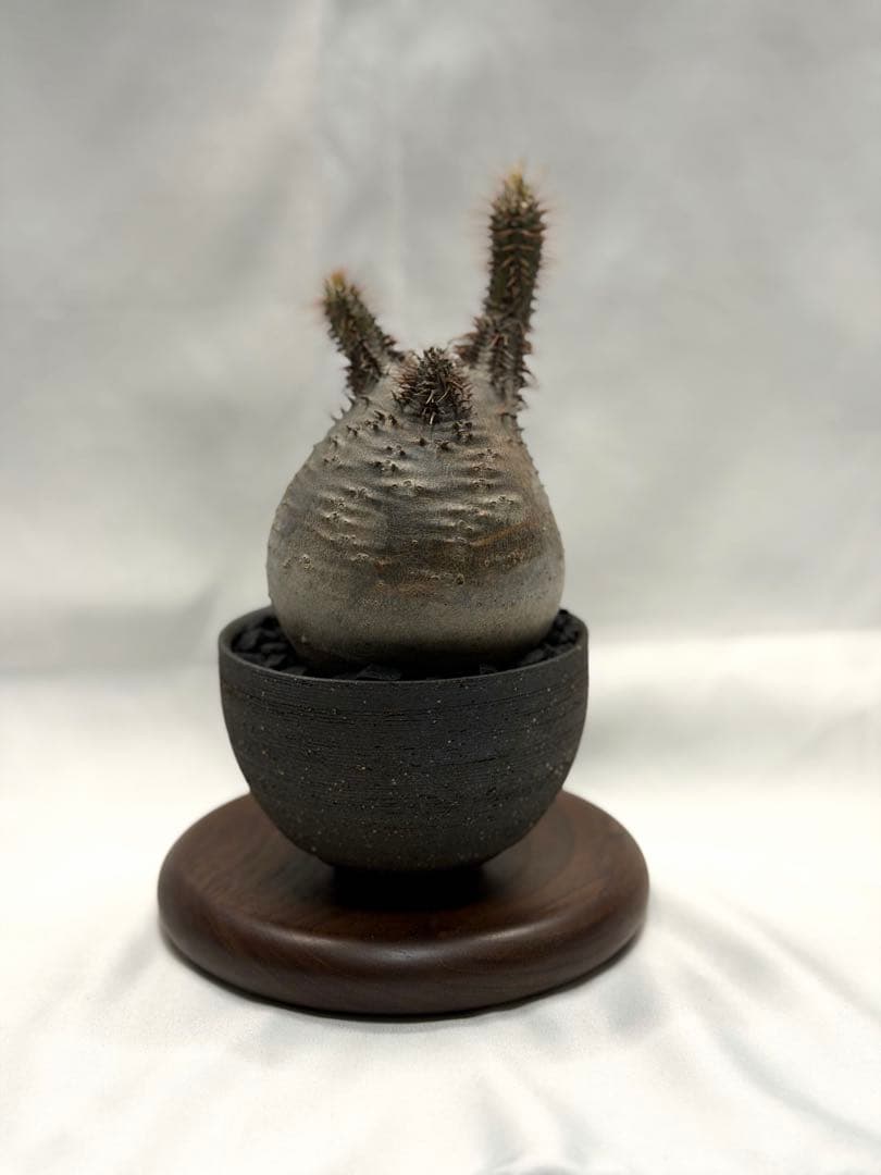 invisible ink インビジブルインク MAD ボタナイズ グラキリス