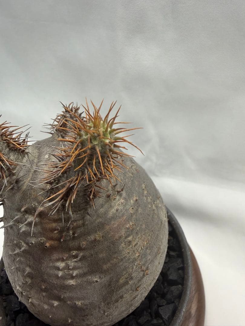 invisible ink インビジブルインク MAD ボタナイズ グラキリス