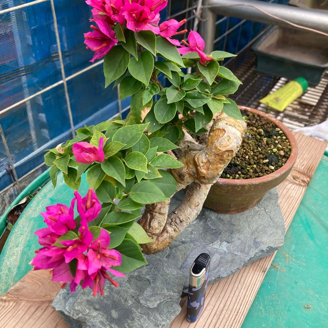 ブーゲンビリア 中型盆栽 キャンドル - メルカリ