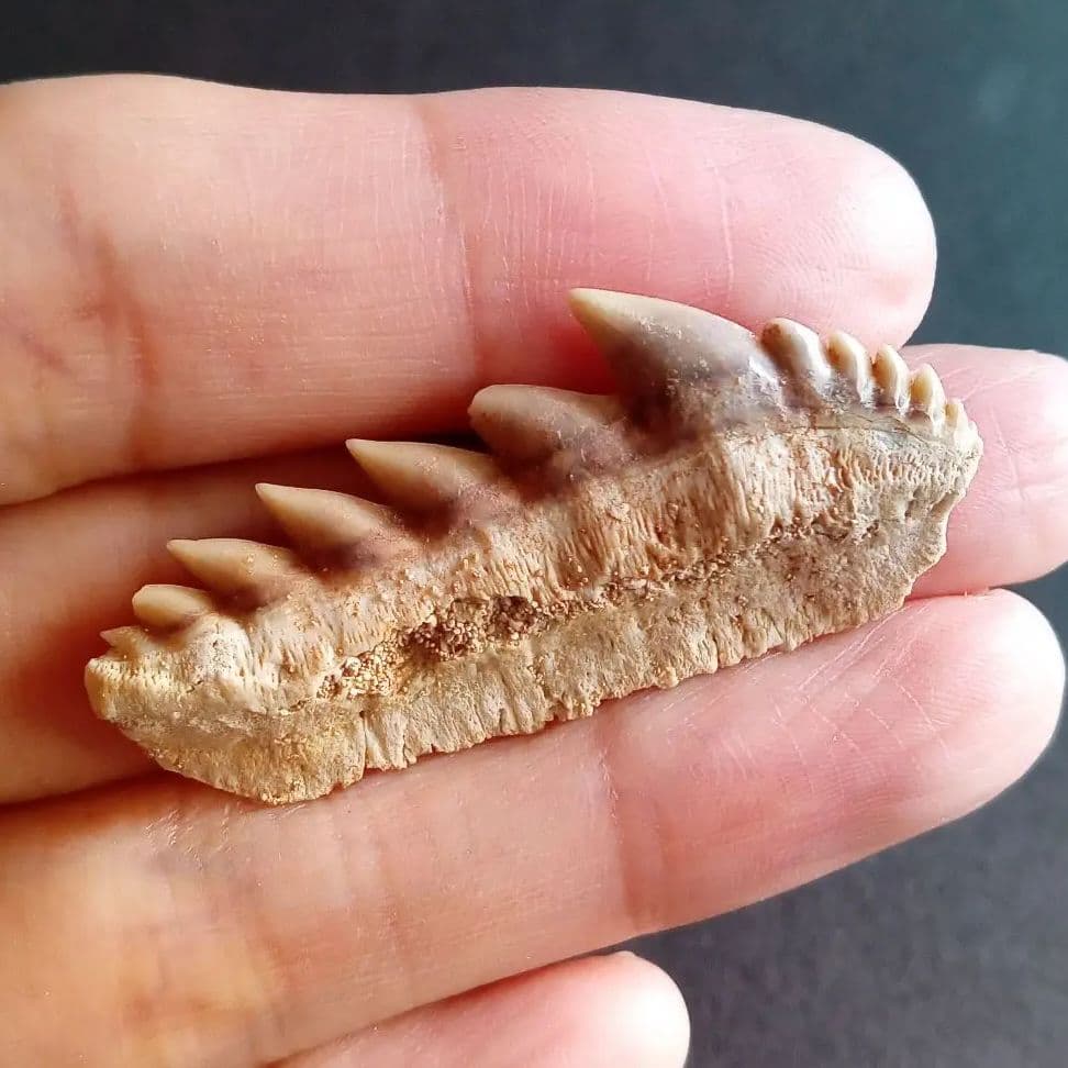 化石　骨格　標本　サメの歯　エビスザメ　希少種　セブンギルシャーク