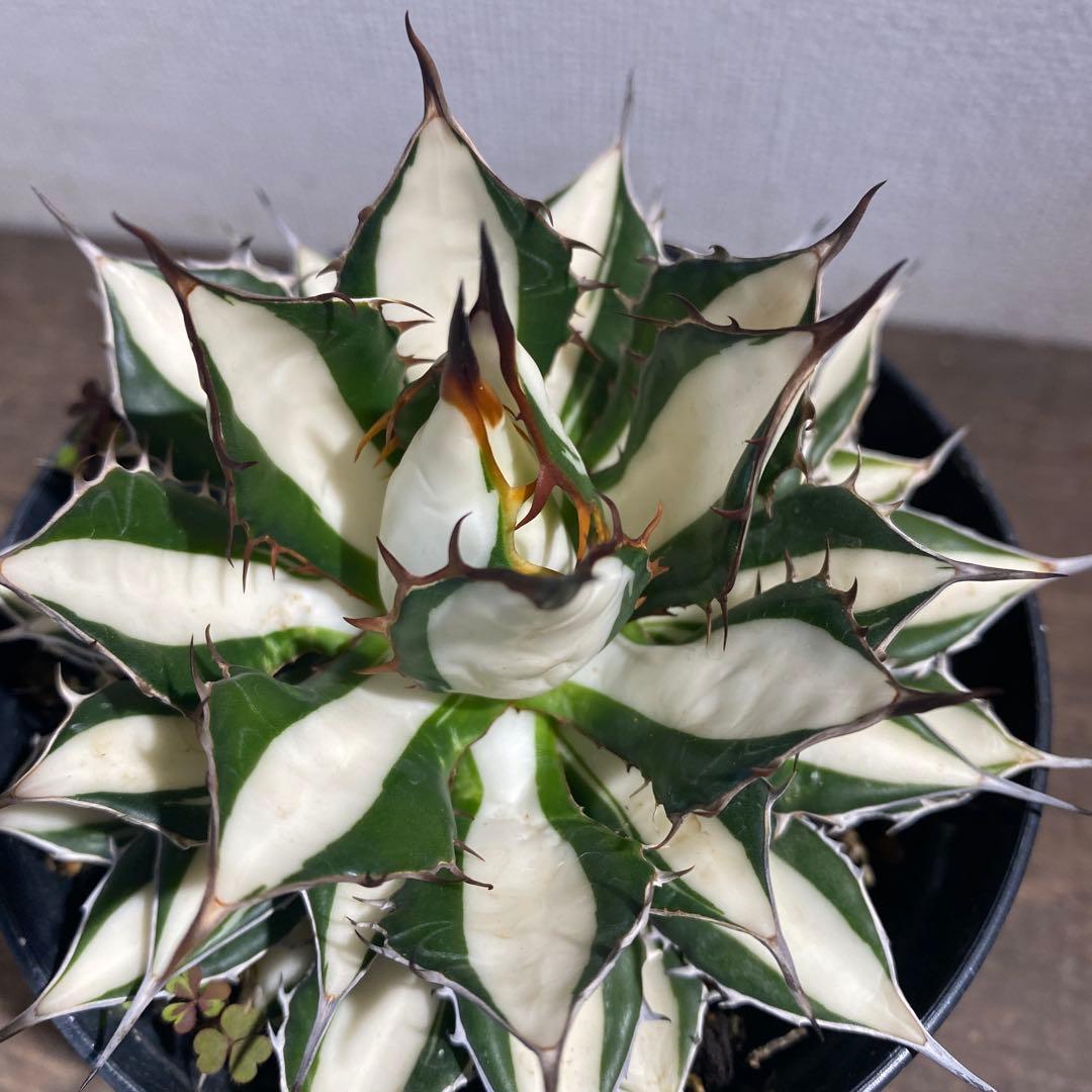 アガベ　ホリダ白中斑入　極上3